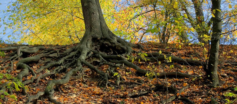 Endodontologie - Zahnheilkunde Hamburg